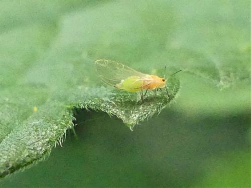 Trioza urticae